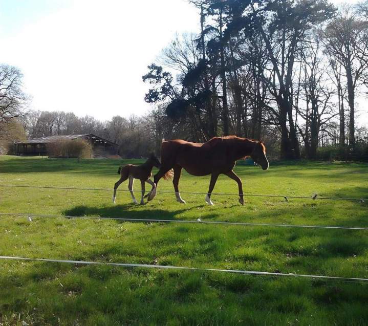 Poney club La Chapelle-sur-Erdre