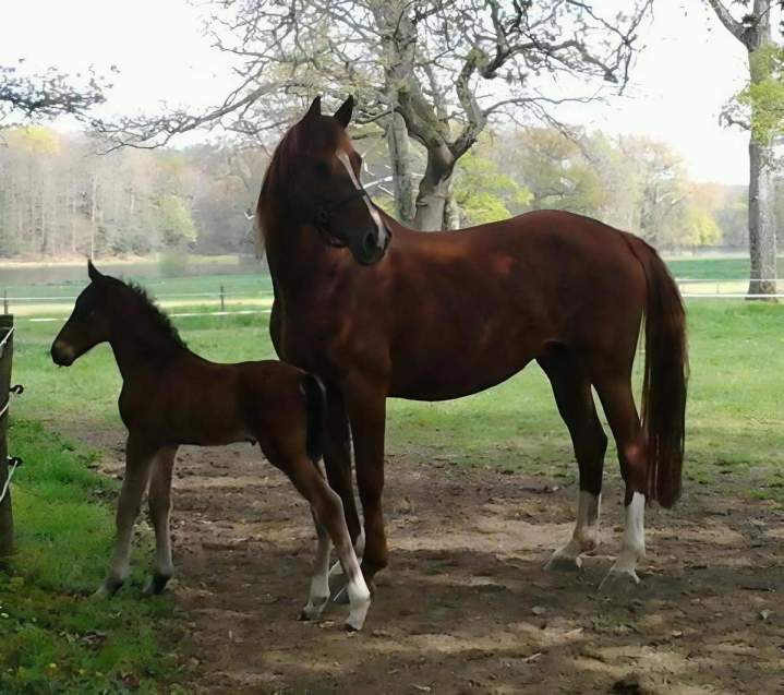 Équitation La Chapelle-sur-Erdre