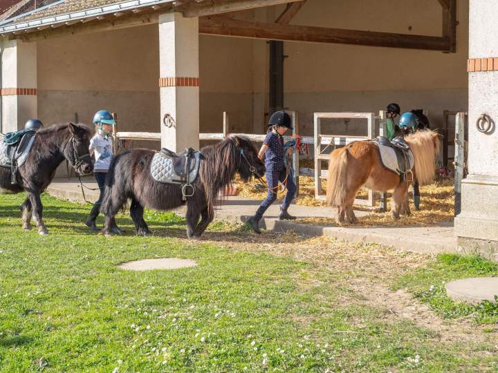 Suivre des cours shetlands La Chapelle-sur-Erdre