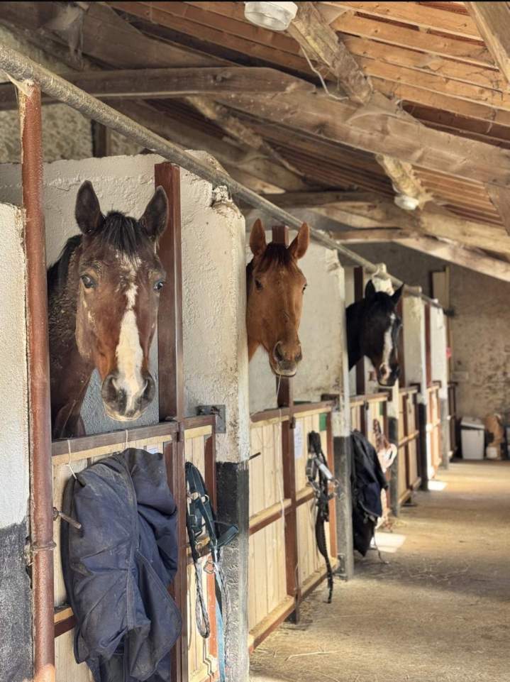 Pension pour chevaux La Chapelle-sur-Erdre